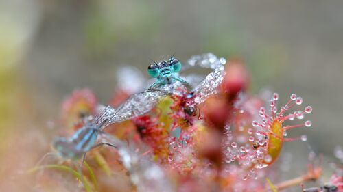 Natuurscherm.com Foto: Marcel Versteeg